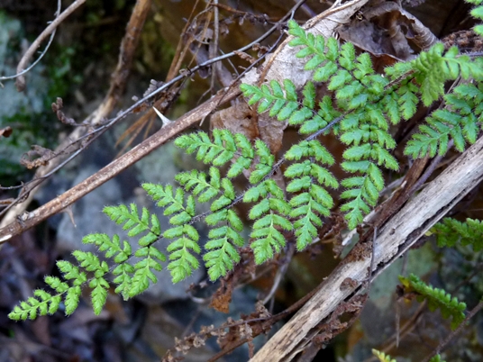 {Cheilanthes lanosa}